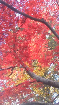 夏の疲れには秋の癒しを・・